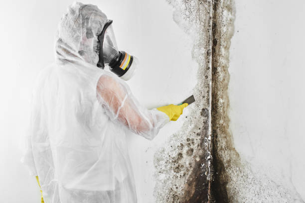 Best Mold Cleaning Services  in Trail Creek, IN