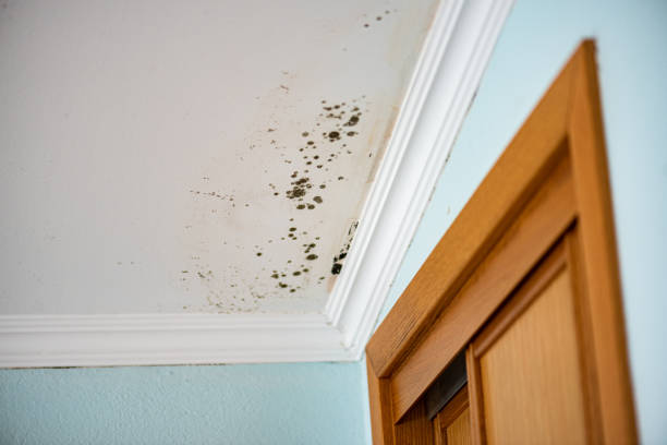 Best Mold Removal Near Me  in Trail Creek, IN