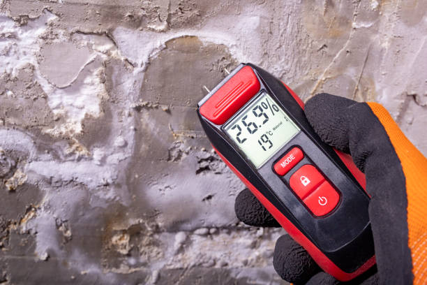 Best Mold Damage Repair  in Trail Creek, IN