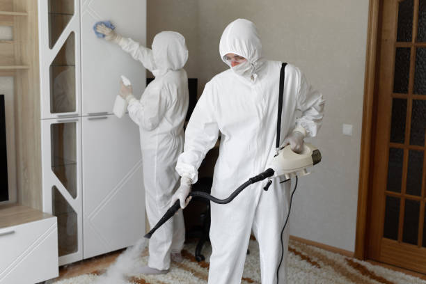 Best Attic Mold Removal  in Trail Creek, IN