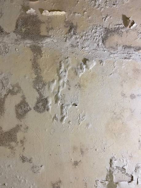 Best Local Mold Removal Service  in Trail Creek, IN