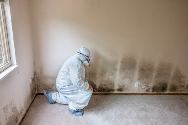 Best Certified Mold Removal  in Trail Creek, IN