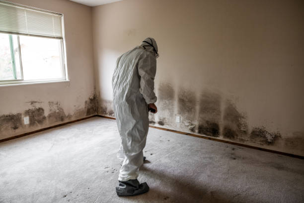 Professional Mold Removal in Trail Creek, IN