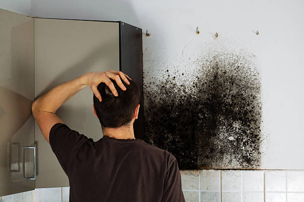 Best Home Mold Removal  in Trail Creek, IN