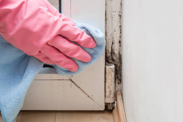 Best Mold Removal Company Near Me  in Trail Creek, IN