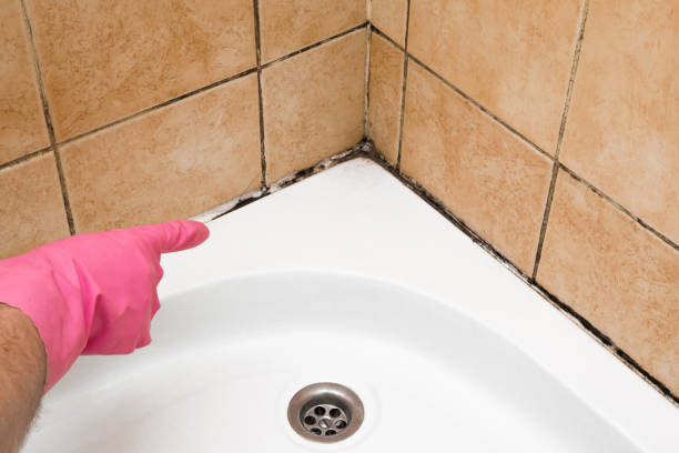 Best Professional Mold Removal  in Trail Creek, IN